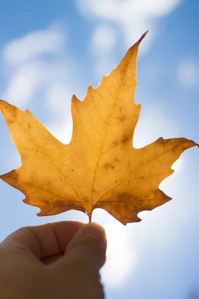 Autumn scenery, beautiful maple leaves. — Stock Photo, Image