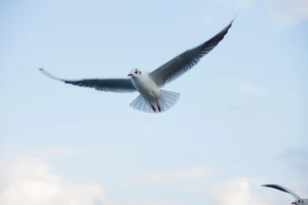 Vliegende zeemeeuw — Stockfoto