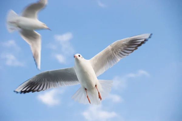 Flying seagull — Stock Photo, Image