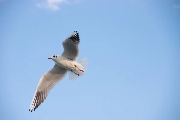 Flying seagull — Stock Photo, Image