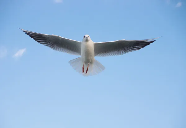 Flying seagull — Stock Photo, Image