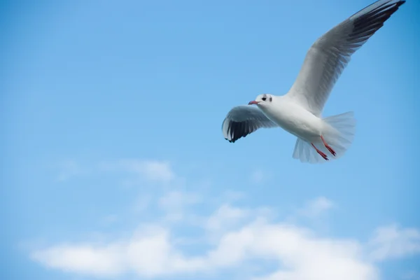 Mouette volante Image En Vente