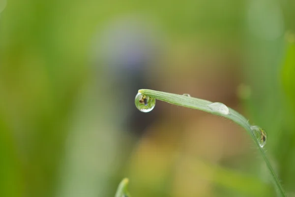 Yeşil çimenlere çiy damlaları düşer.