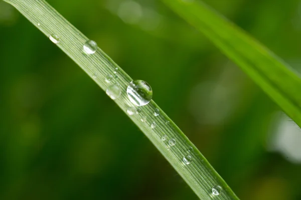 Yeşil çimenlere çiy damlaları düşer.