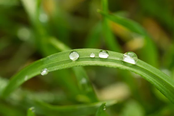 Yeşil çimenlere çiy damlaları düşer.