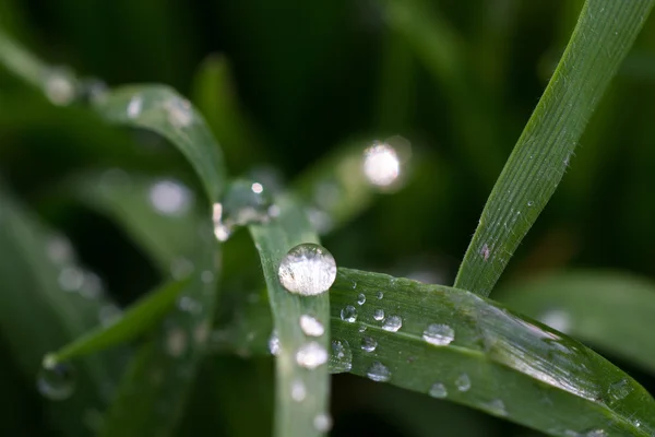 Yeşil çimenlere çiy damlaları düşer.