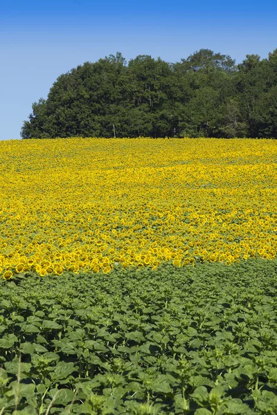 Blue Yellow Green — Stock Photo, Image