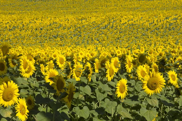 Sea of sunflowers — Stock Photo, Image