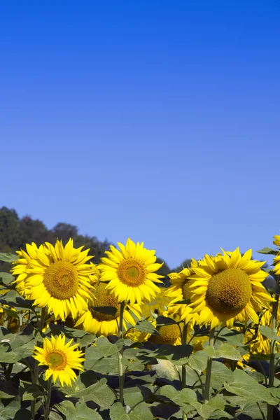 Sunflowers and sky (room for text) — Stock Photo, Image