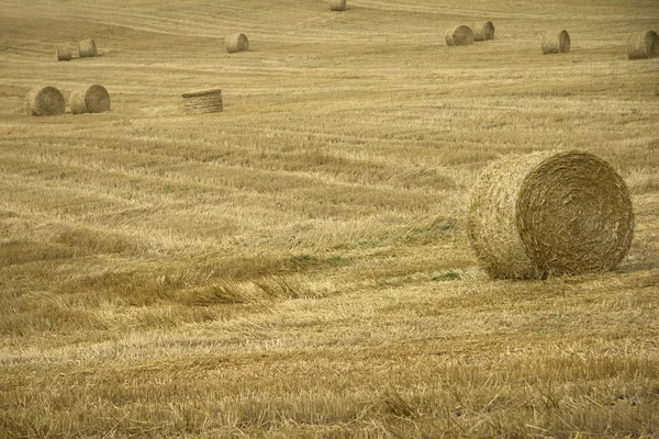 Bales in field — Stock Photo, Image