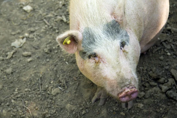 Cerdo y fondo — Foto de Stock