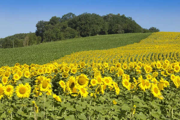 Sunflowers in sunshine — Stock Photo, Image