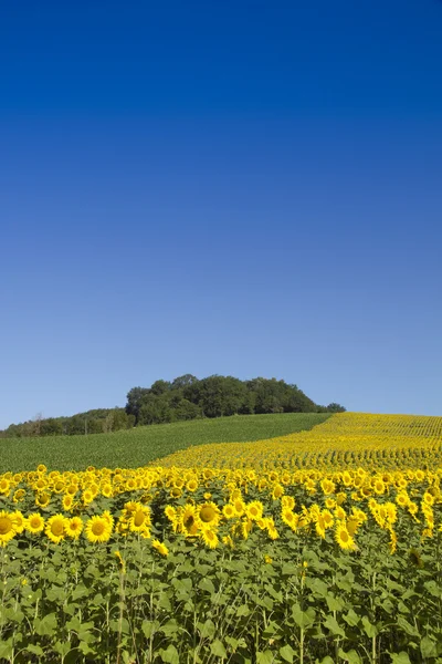 Sunflower field — Stock Photo, Image