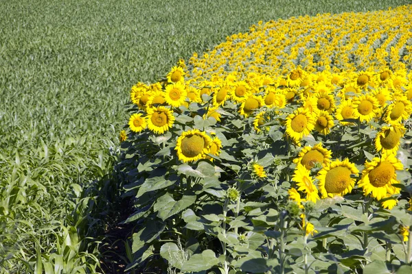 Sunflowers and crops — Stock Photo, Image