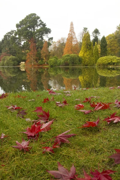 Rode bladeren in de herfst scène — Stockfoto