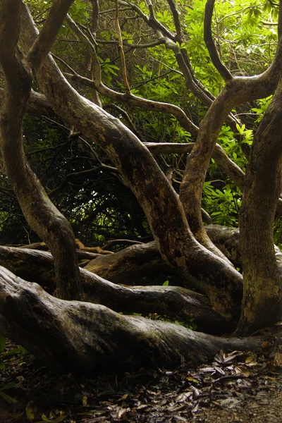 Troncs et branches d'arbres — Photo