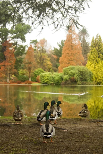 在秋季鸭 — 图库照片