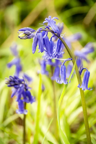 Bluebells na luz do sol — Fotografia de Stock