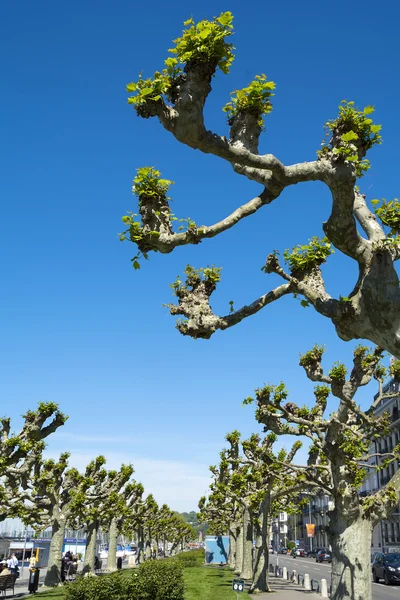 Platanus träd av Genèvesjön — Stockfoto