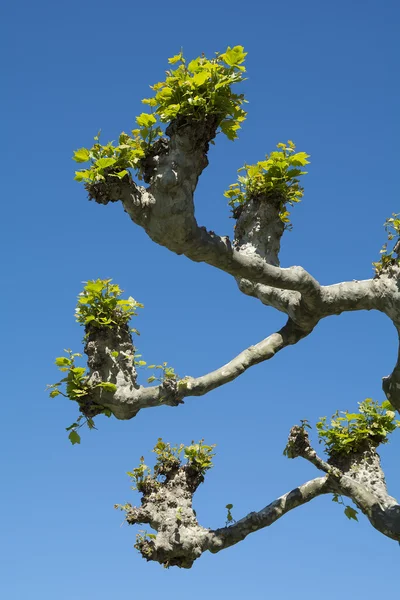 Drzewo w Genewie — Zdjęcie stockowe