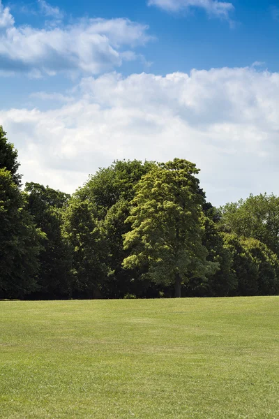 Green grass and trees — Stock Photo, Image