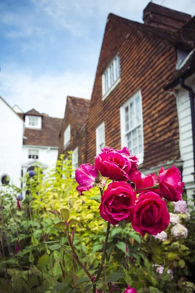 Розы в саду перед деревней — стоковое фото