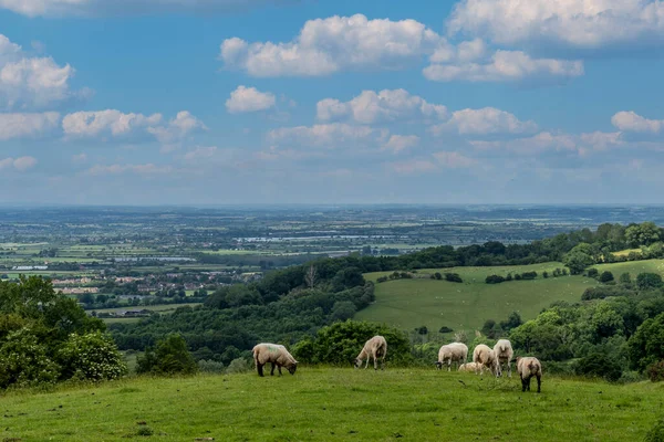 Сельская Сцена Овцами Зелеными Полями — стоковое фото