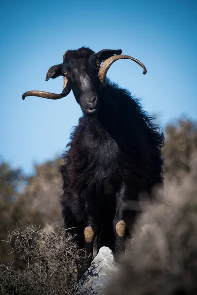 Wilde Geit Een Heuvel Kreta — Stockfoto