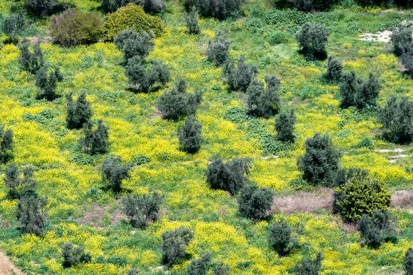 Overhead View Olive Grove Carpet Flowers Greece — Fotografia de Stock