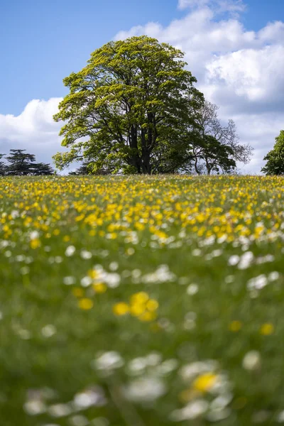 Güneşli bir günde Parkland 'da canlı yeşil bir sahne — Stok fotoğraf