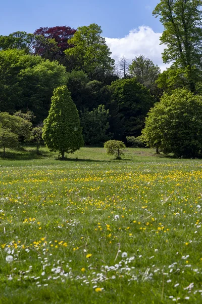 Weelderig groen veld en bos in de lente zon — Stockfoto