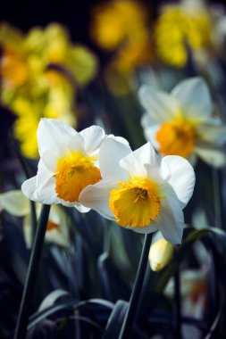 İlkbaharda çiçek bahçesindeki iki nergise odaklan.