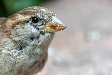 Yakın mesafeden beslendikten sonra ev serçesi