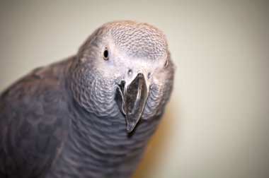 Afrika gri papağanı .