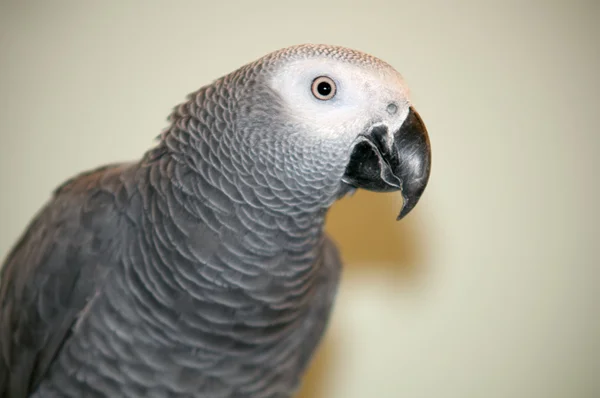 Afrikanischer Graupapagei . — Stockfoto