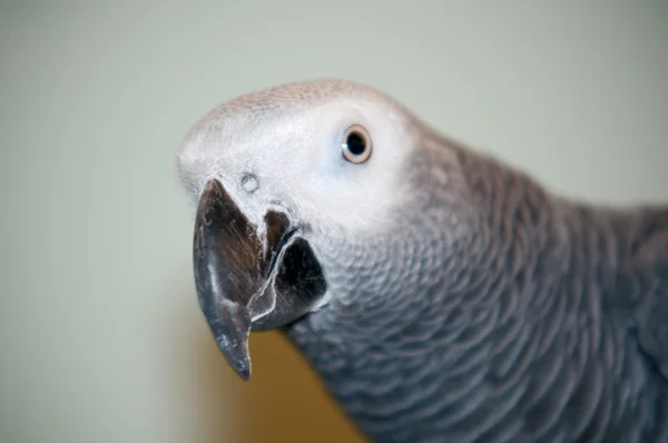 Afrikanischer Graupapagei . — Stockfoto