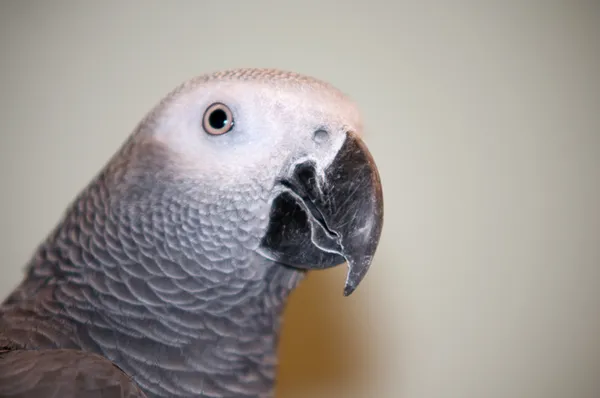 Afrikanischer Graupapagei . — Stockfoto