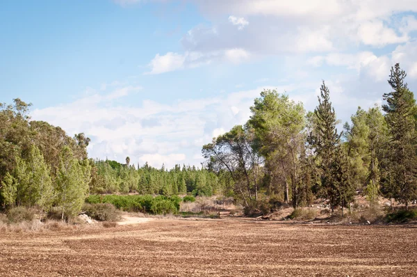 Foresta autunnale vicino Gerusalemme. Israele . — Foto Stock