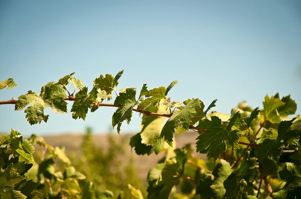 Folhas de uvas  . Imagem De Stock