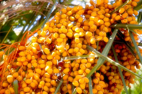 Dates on a palm tree .