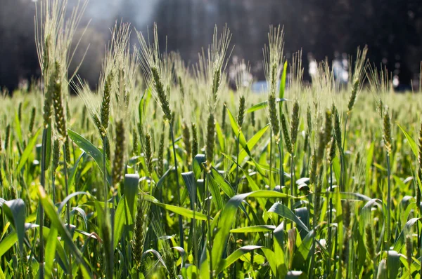 Green wheat . — Stock Photo, Image