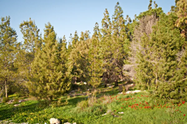 Primavera temprana en Israel. Febrero . — Foto de Stock