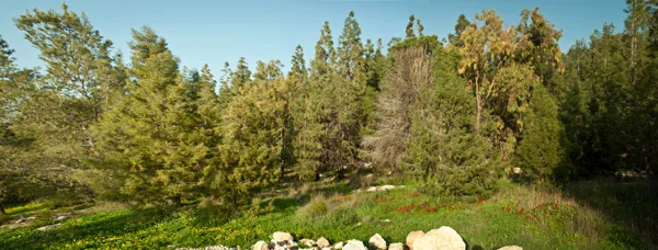 Início da primavera em Israel. Fevereiro . — Fotografia de Stock