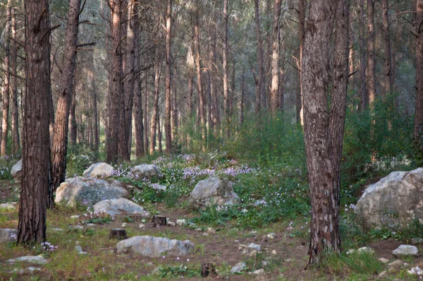 Early spring in Israel. February. — Stock Photo, Image