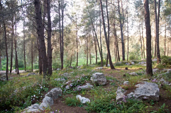 Primavera temprana en Israel. Febrero . — Foto de Stock