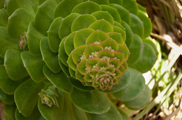 Belle fleur de cactus de sempervivum succulent vert  . — Photo