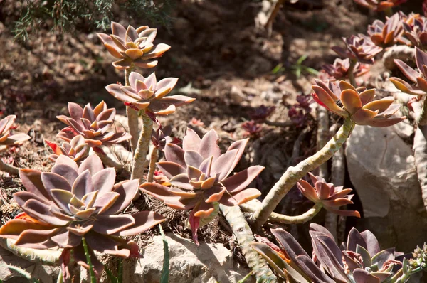 Belle fleur de cactus de sempervivum succulent vert  . — Photo