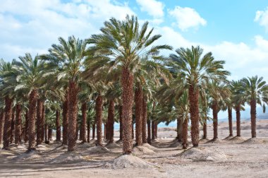 Palmiye ağaçları .