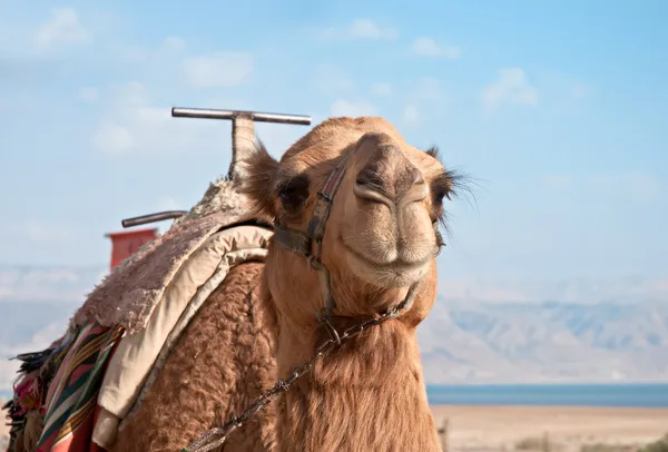 Un camello en el Mar Muerto  . — Foto de Stock