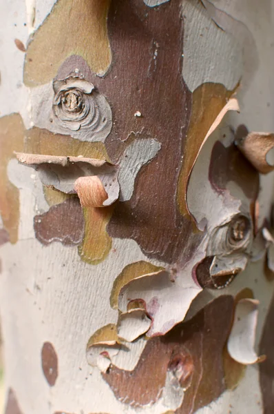 Tree bark background . — Stock Photo, Image